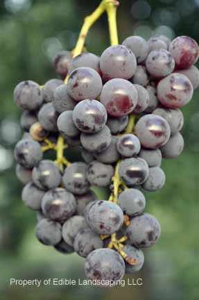 Grape Mars 2011